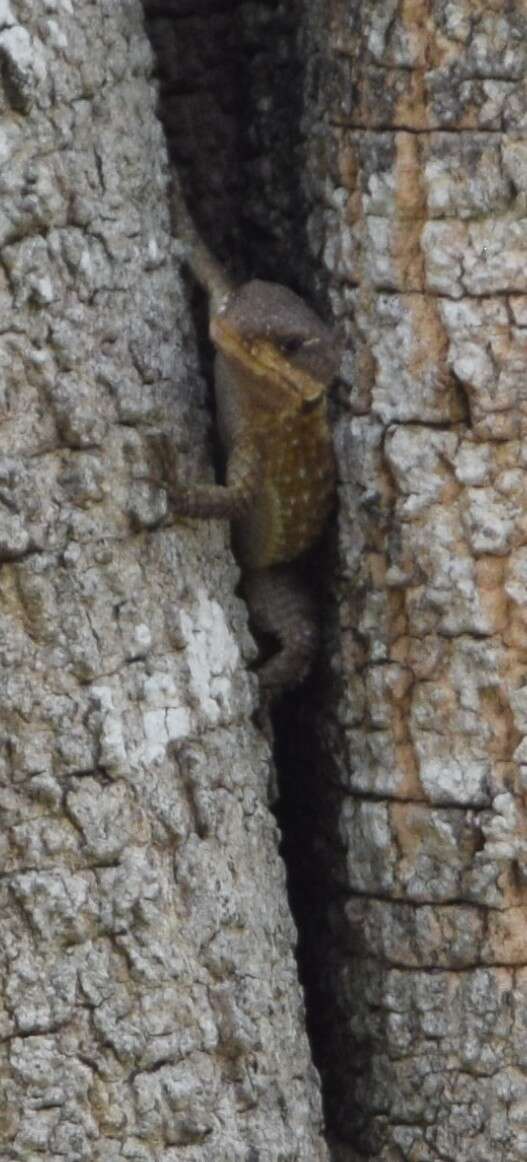 Image of East African spiny-tailed lizard