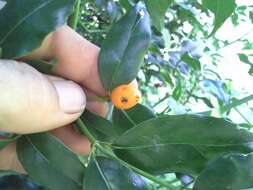 Image of Lemon-thorn