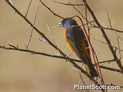 Image of Blue-fronted Redstart