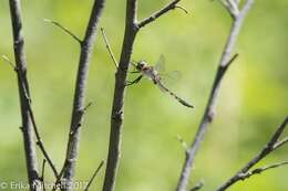 Image of Beaverpond Baskettail