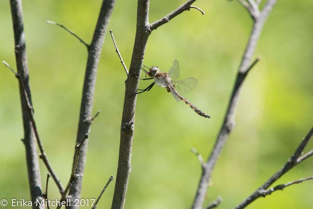 Image of Beaverpond Baskettail