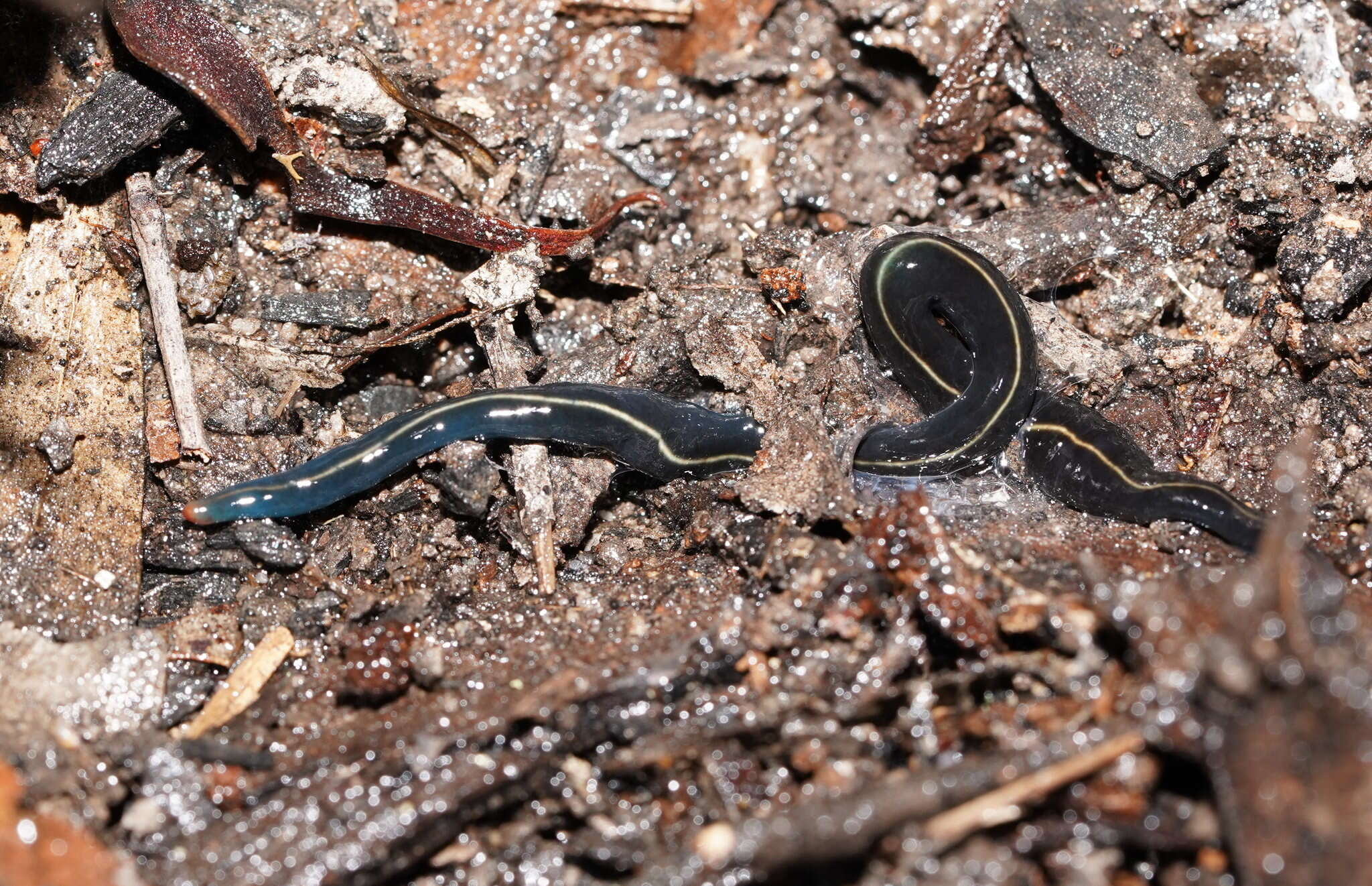 Image of Blue garden flatworm