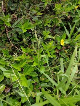 Image of Panama Crown Grass