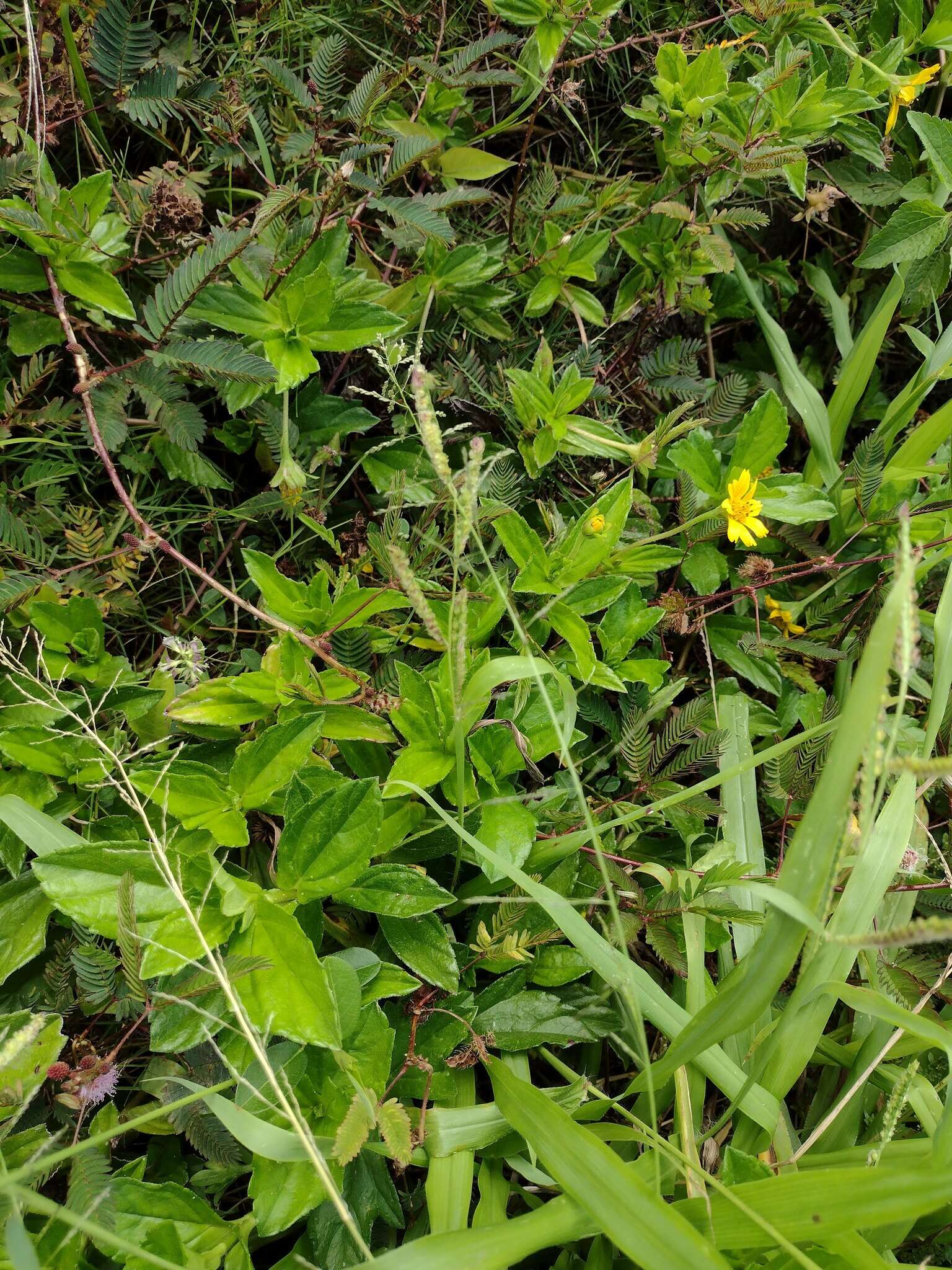 Image of Panama Crown Grass