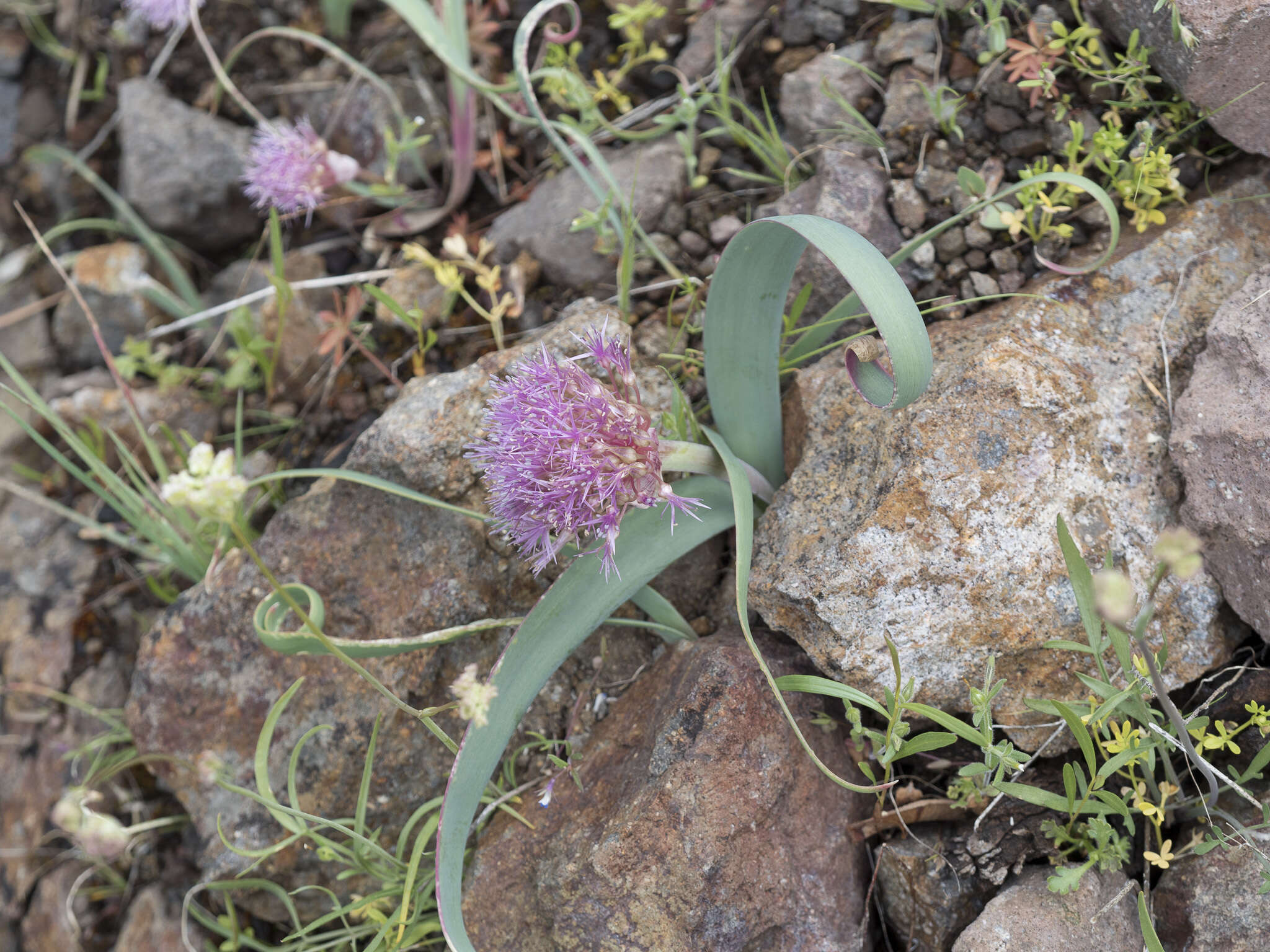 Image de Allium platycaule S. Watson