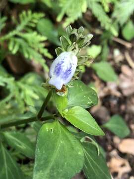 Imagem de Rungia chinensis Benth.