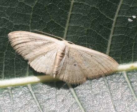 Image of Scopula hypochra Meyrick 1888