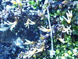 Image of Coprosma perpusilla Colenso