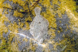 Image of Greenback flounder