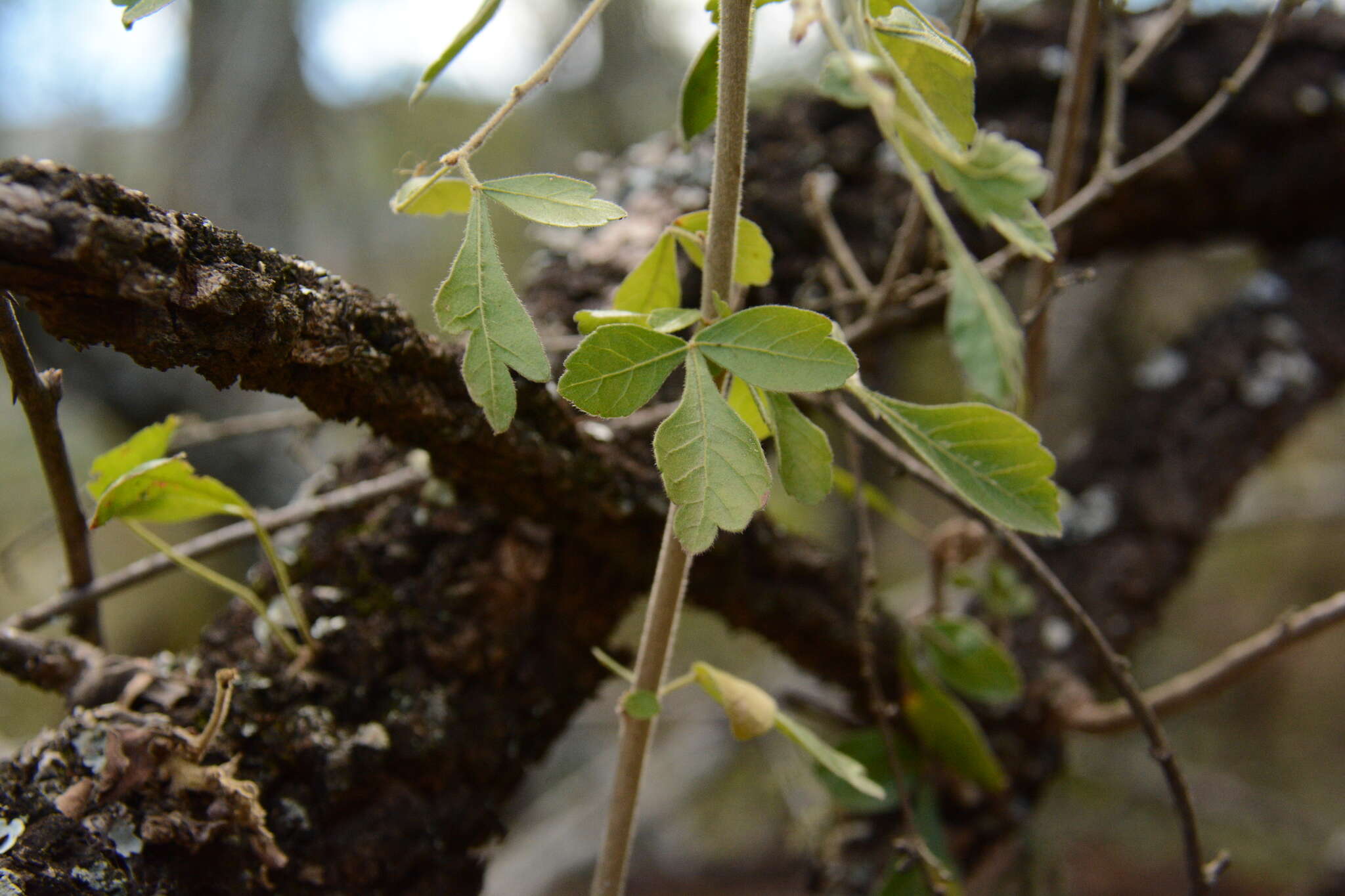 Image of common crowberry