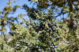 Image of Black Juniper