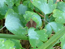 Image of Dun Sedge Skipper