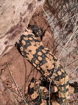 Image of Banded gila monster