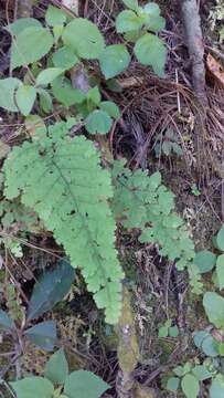 Image de Adiantum concinnum Humb. & Bonpl. ex Willd.