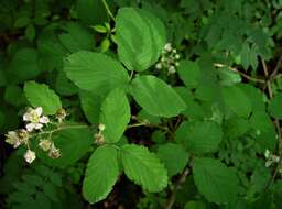 Sivun Rubus elegantispinosus (Schumacher) H. E. Weber kuva