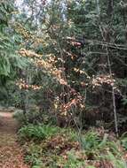 Image of hollyberry cotoneaster