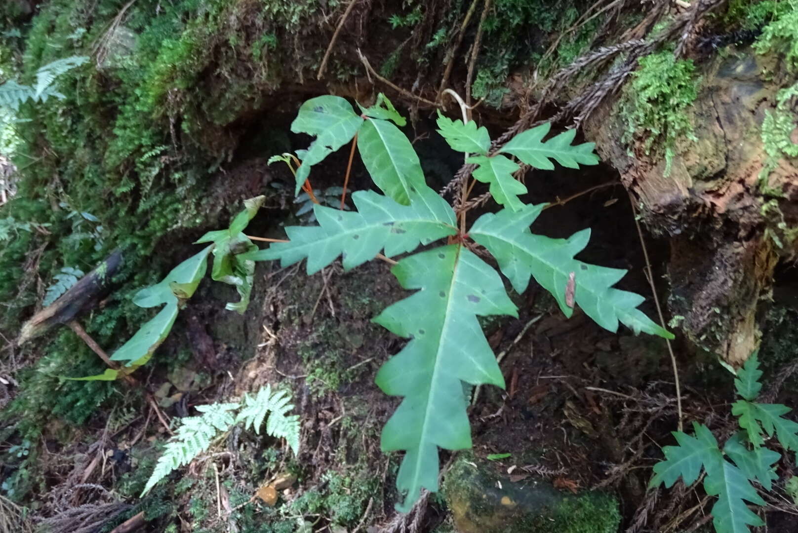 Image of Toxicodendron orientale Greene