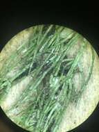 Image of Delicate Stonewort