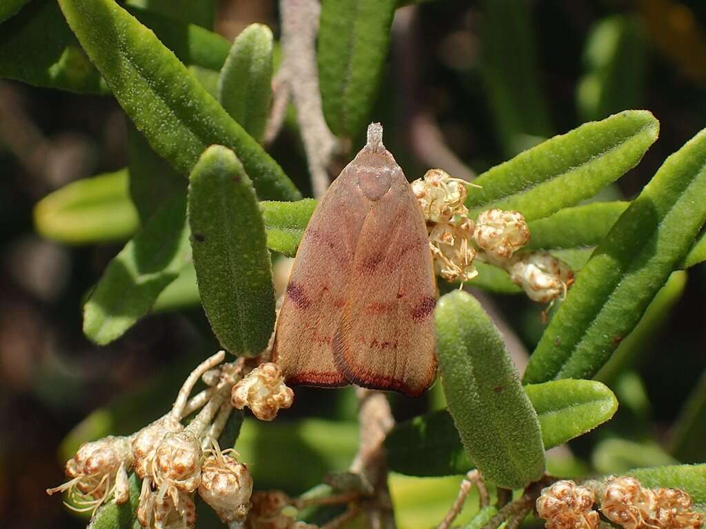 Image of Tortricopsis euryphanella Meyrick 1883