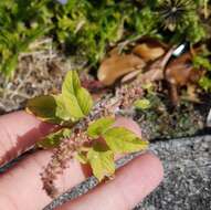 Image of Amaranthus emarginatus subsp. emarginatus