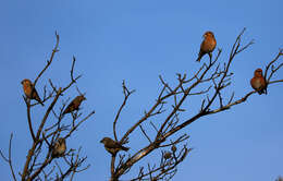 Image of Parrot Crossbill