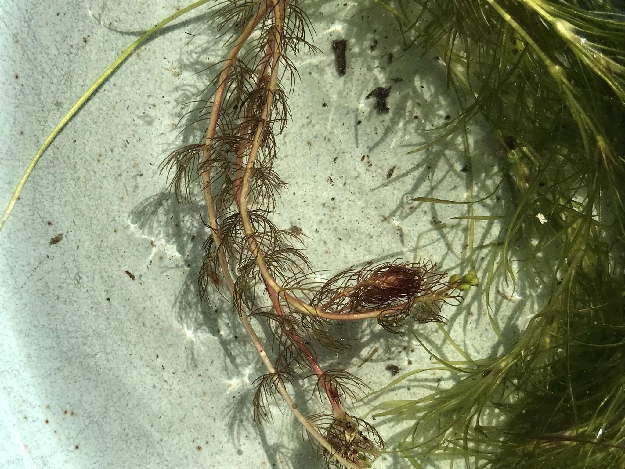 Image of Alternate Water-milfoil