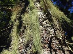 Image of beard lichen