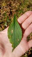 Image of <i>Solidago <i>ulmifolia</i></i> var. ulmifolia