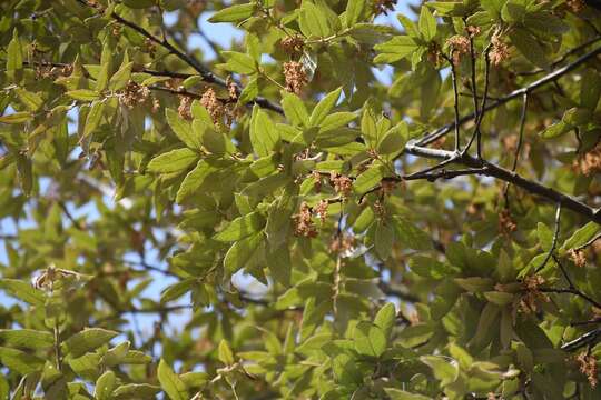 Sivun Quercus dysophylla Benth. kuva