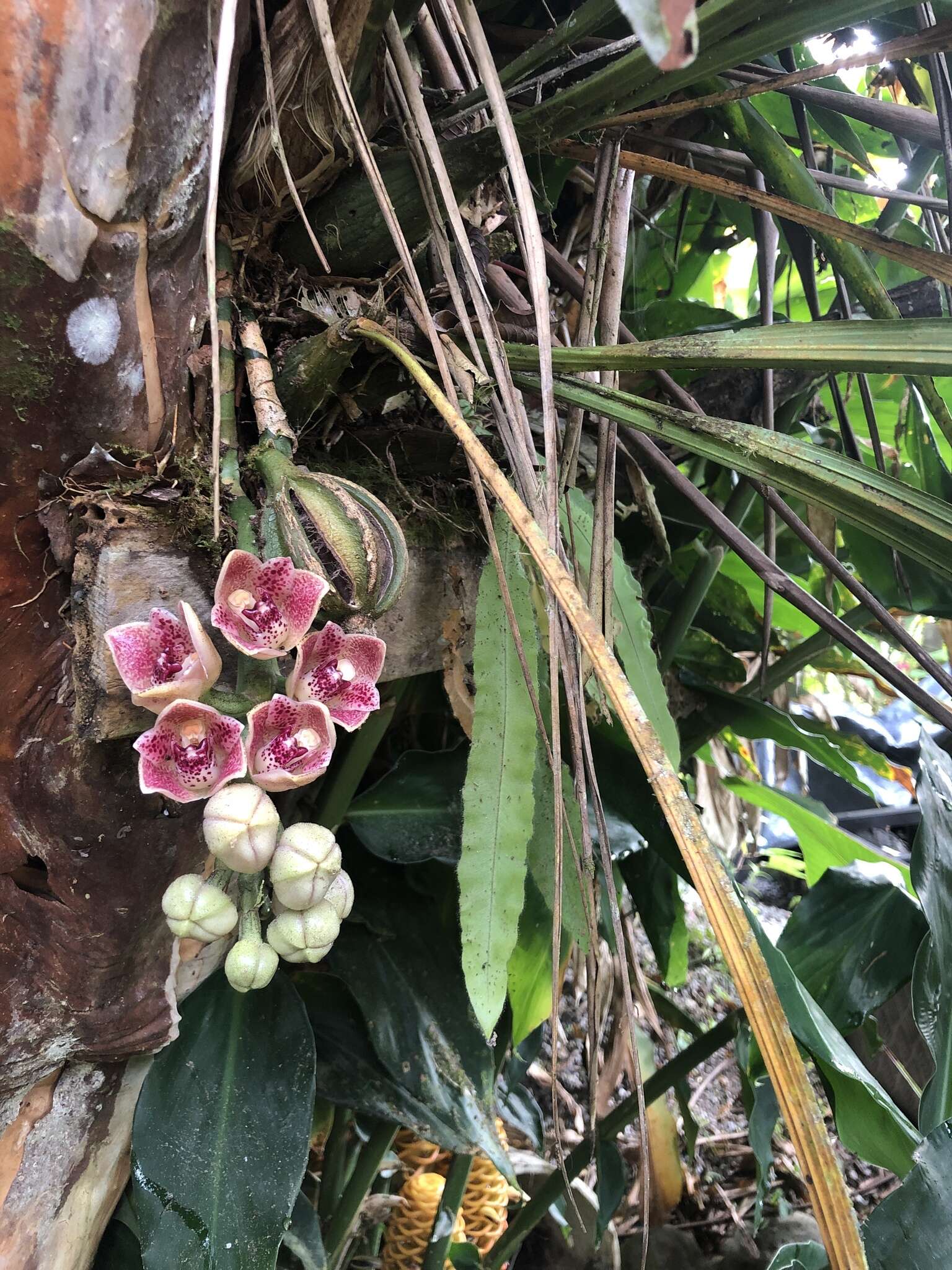 Image of Lycomormium ecuadorense H. R. Sweet