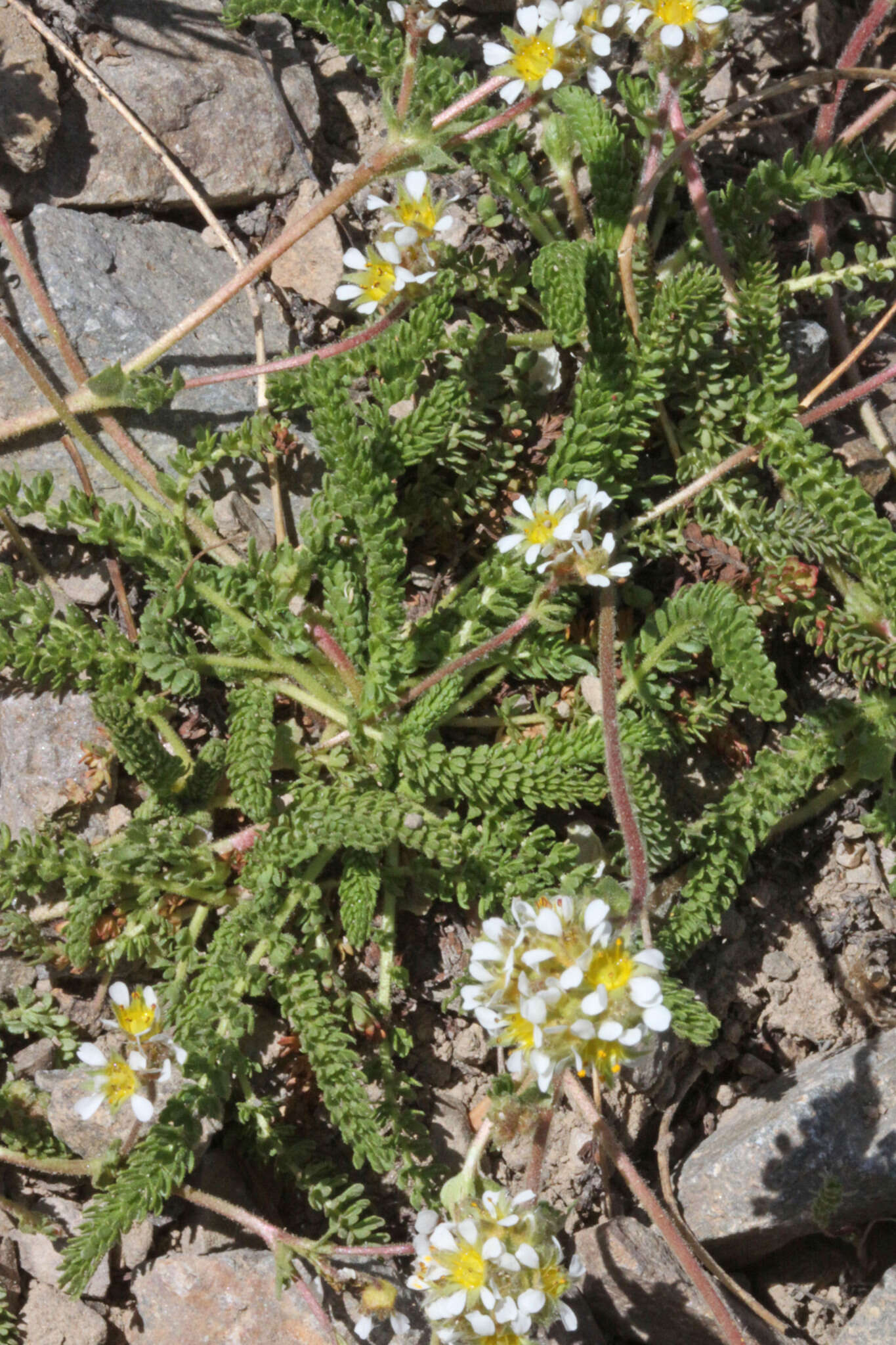 Image of Utah mousetail