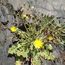 Crepis novoana S. Ortiz, X. Sonora & Rodriguez Oubina resmi