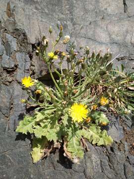 Image of Crepis novoana S. Ortiz, X. Sonora & Rodriguez Oubina