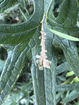 Image of Scrobipalpa acuminatella Sircom 1850