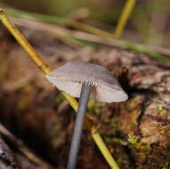 Image of Entoloma albidocoeruleum G. M. Gates & Noordel. 2007