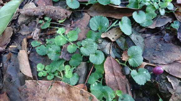 Imagem de Lobelia nummularia Lam.