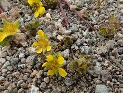 Plancia ëd Ivesia lycopodioides var. scandularis (Rydb.) Ertter & Reveal