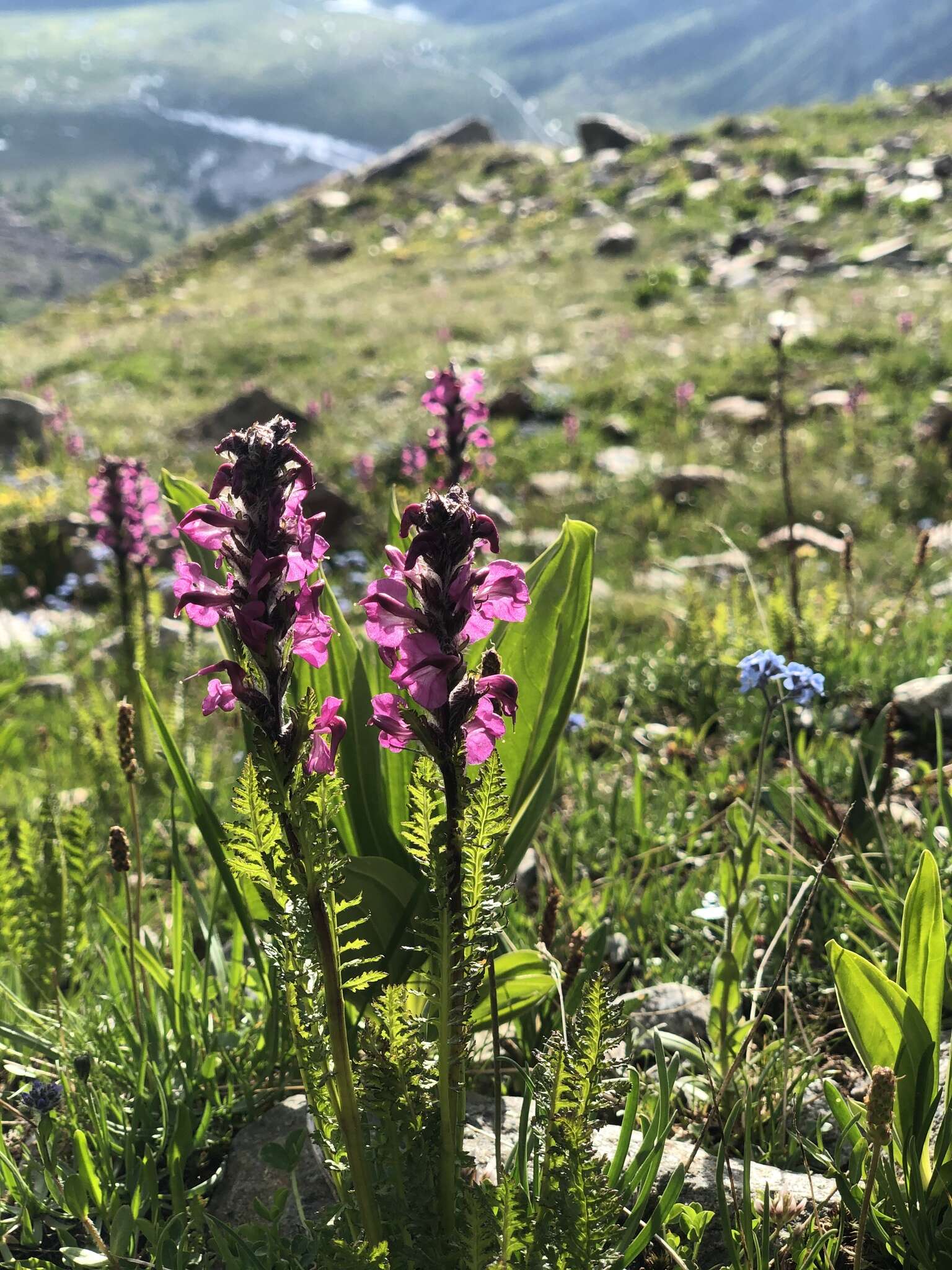 Image of Pedicularis rostratospicata subsp. helvetica (Steininger) O. Schwarz