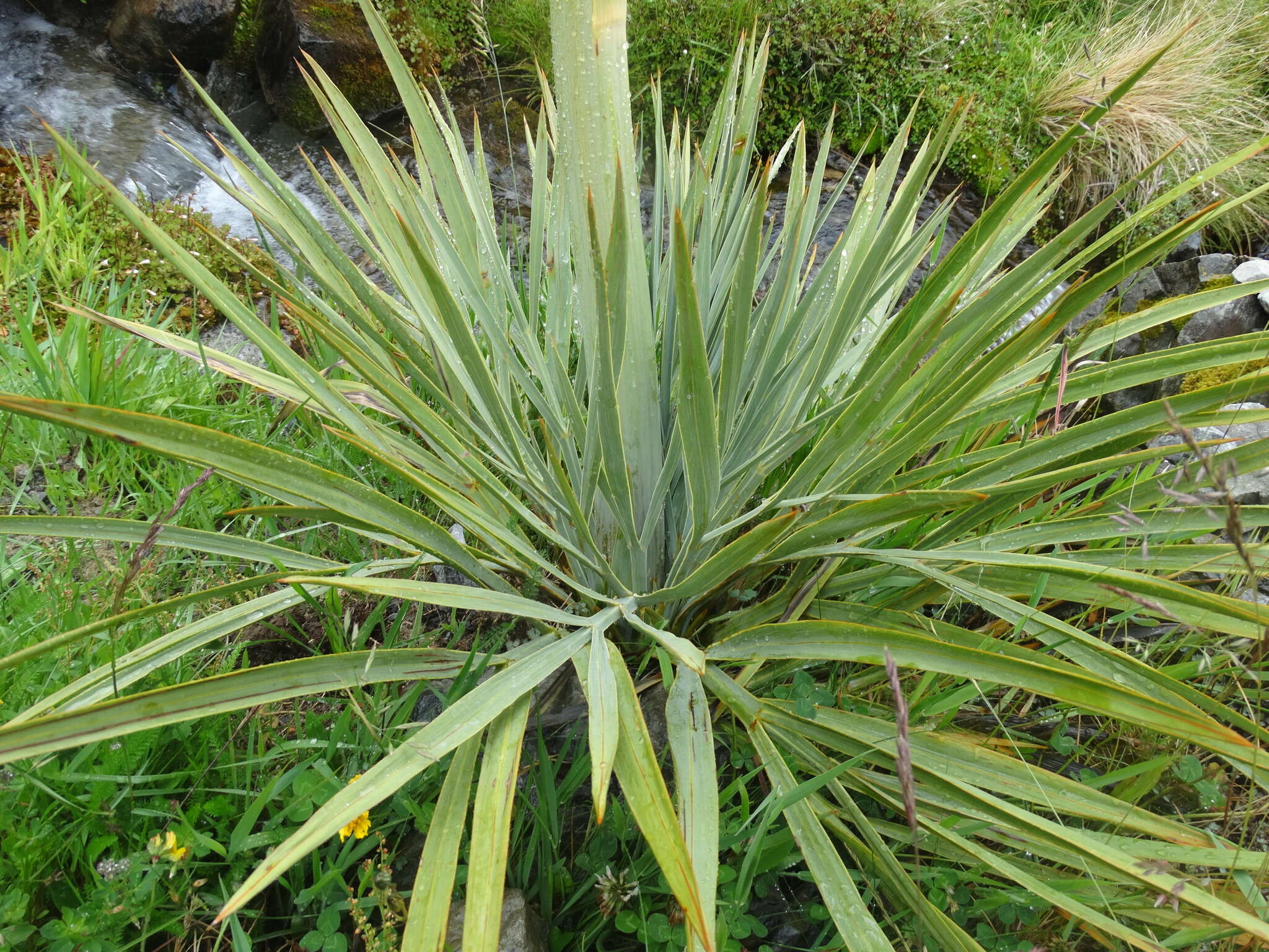 Image of Aciphylla scott-thomsonii Cockayne & Allan