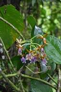 Image of Epidendrum pinniferum C. Schweinf.