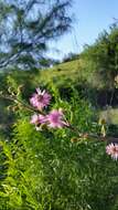 Mimosa asperata L. resmi