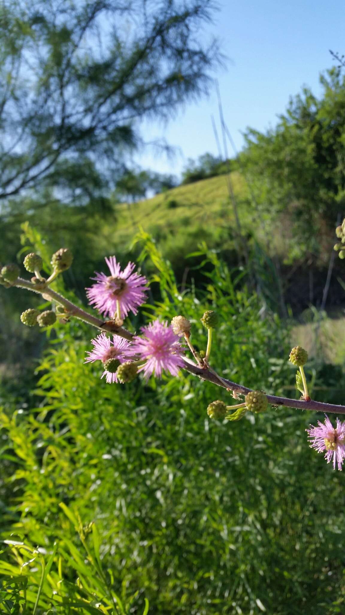 Mimosa asperata L. resmi