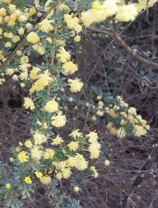 Image of Acacia lasiocarpa Benth.