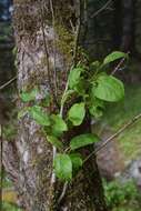 Plancia ëd Malus fusca (Raf.) Schneid.