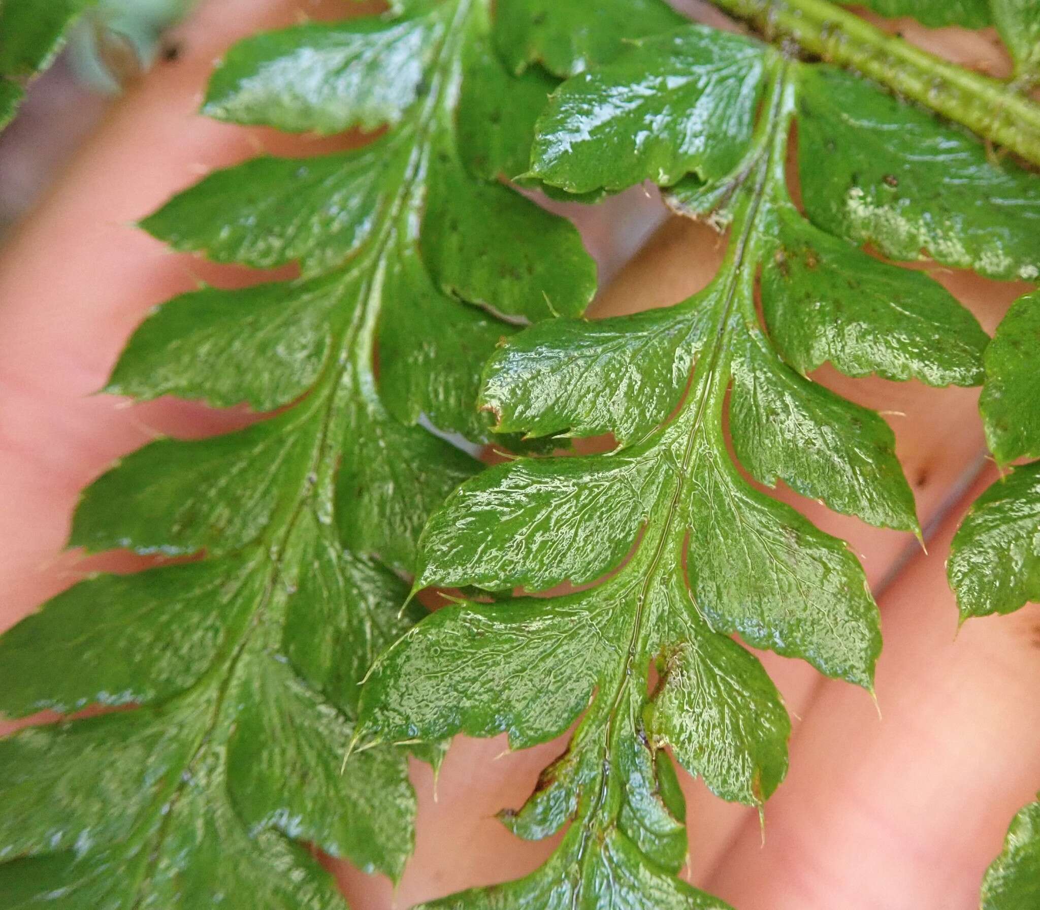 Image of Alaska hollyfern