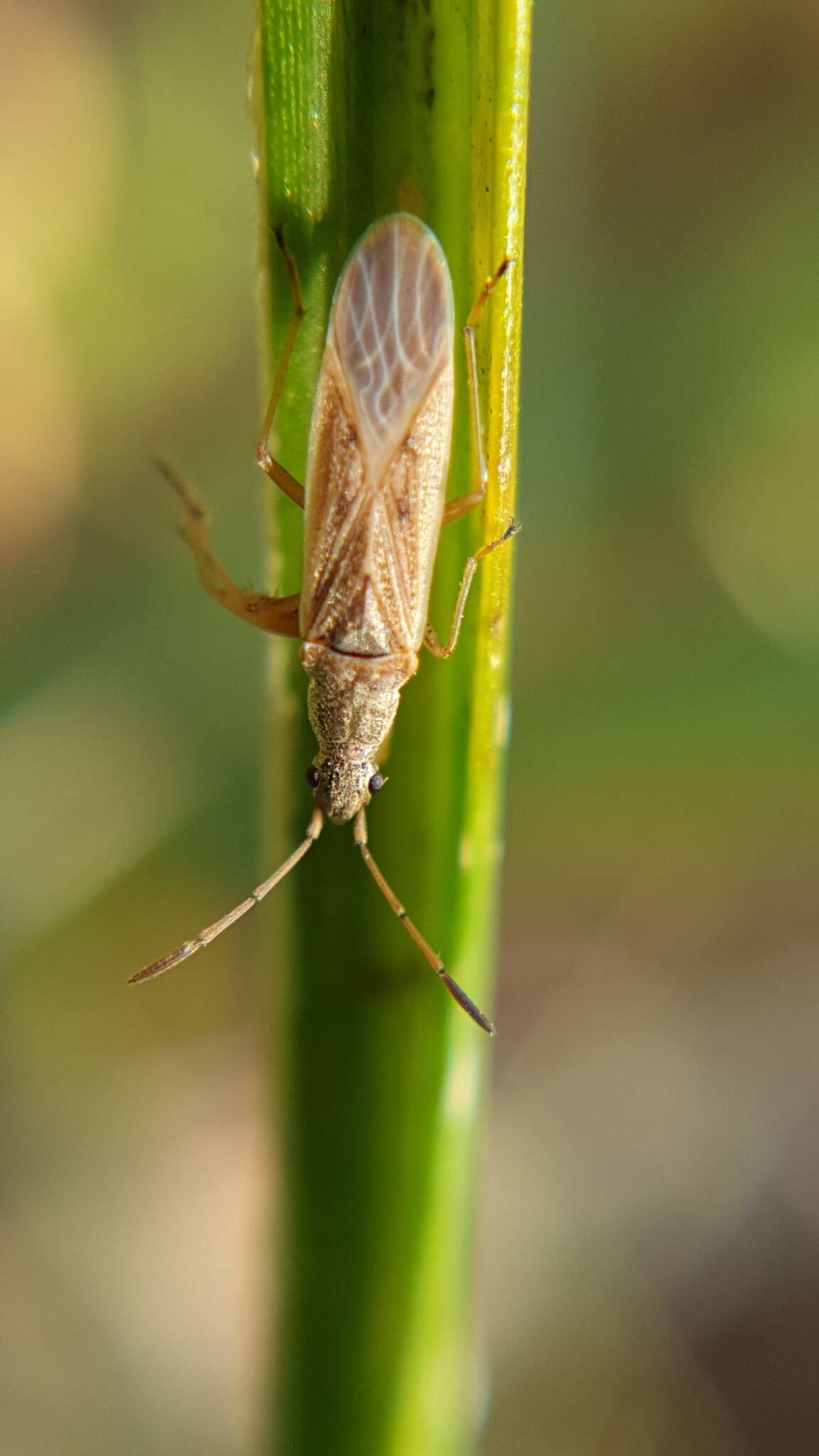 Sivun Paromius paraclypeatus Scudder & G. G. E. 1969 kuva