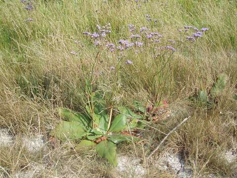 Imagem de Limonium alutaceum (Stev.) O. Kuntze