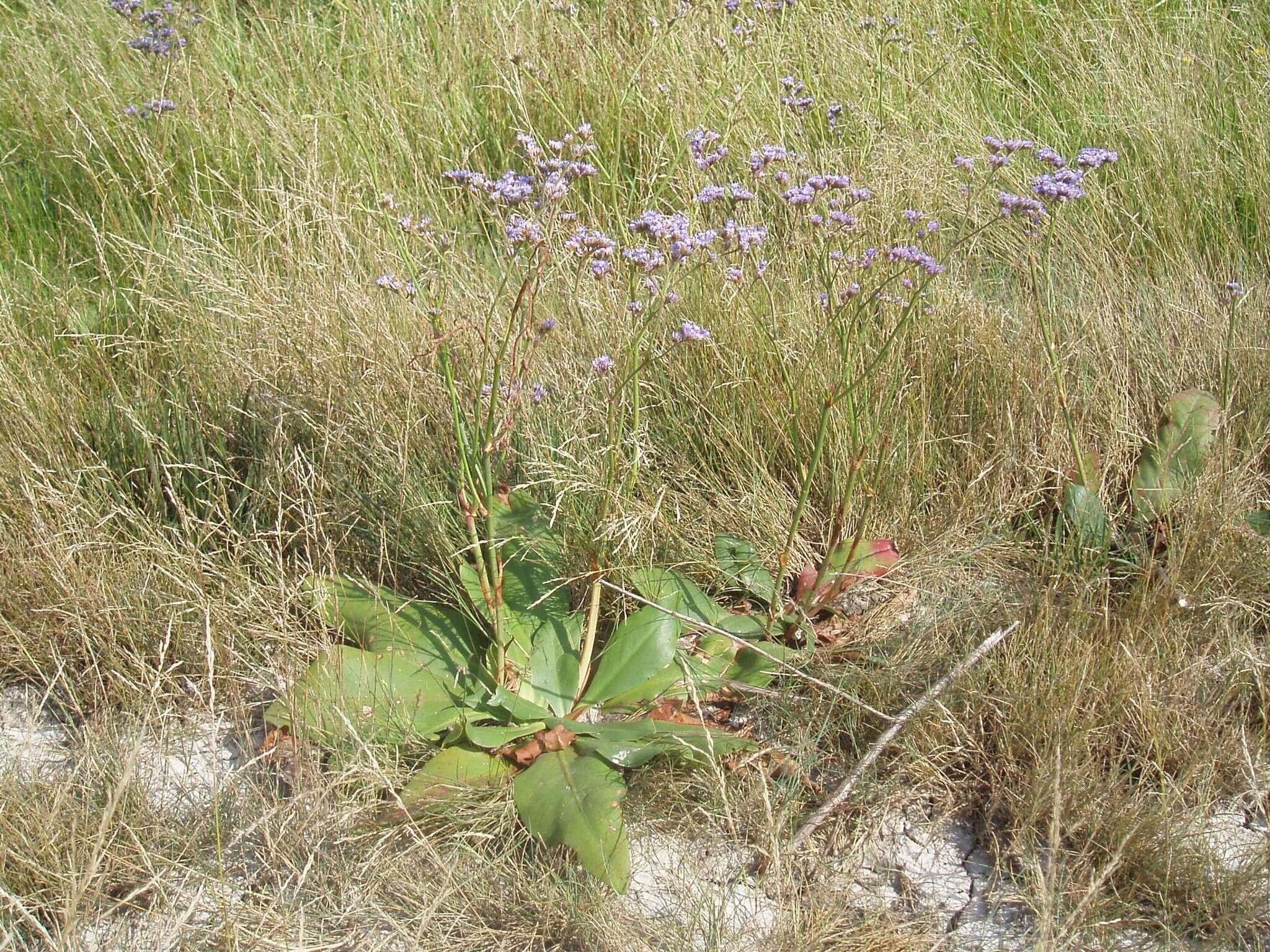 Plancia ëd Limonium alutaceum (Stev.) O. Kuntze