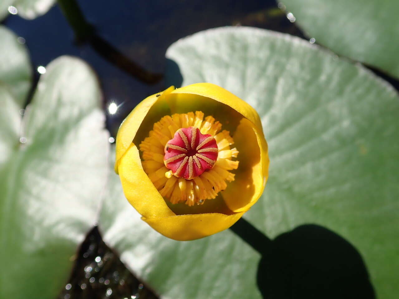 Image de Nuphar rubrodisca Morong