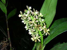 Image of Prosthechea crassilabia (Poepp. & Endl.) Carnevali & I. Ramírez